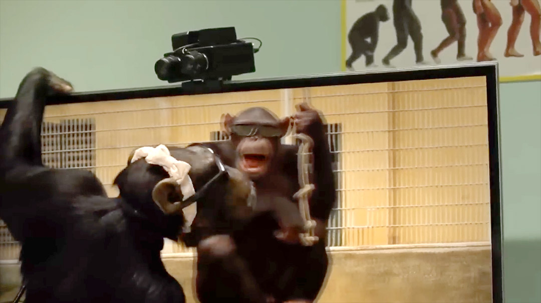 macaco